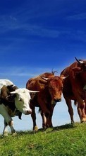 Scaricare immagine Cows, Grass, Animals sul telefono gratis.