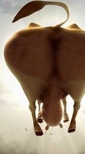 Scaricare immagine Humor, Animals, Cows sul telefono gratis.