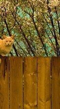 Scaricare immagine Cats, People, Animals sul telefono gratis.