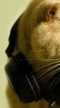 Scaricare immagine Cats, Headphones, Animals sul telefono gratis.