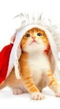 Scaricare immagine Holidays, Animals, Cats, New Year, Christmas, Xmas, Postcards sul telefono gratis.