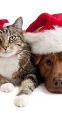 Scaricare immagine 1024x768 Cats, New Year, Holidays, Christmas, Xmas, Dogs, Animals sul telefono gratis.