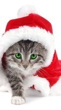 Scaricare immagine Holidays, Animals, Cats, New Year, Christmas, Xmas sul telefono gratis.