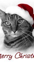 Scaricare immagine Cats, New Year, Holidays, Christmas, Xmas, Animals sul telefono gratis.