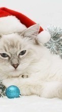 Scaricare immagine Cats, New Year, Holidays, Christmas, Xmas, Animals sul telefono gratis.