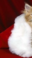 Scaricare immagine 800x480 Holidays, Animals, Cats, New Year, Christmas, Xmas sul telefono gratis.