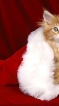 Scaricare immagine Animals, Cats, New Year, Christmas, Xmas sul telefono gratis.