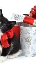 Scaricare immagine Cats, Holidays, Animals sul telefono gratis.