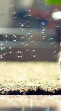 Scaricare immagine Cats, Bubbles, Animals sul telefono gratis.