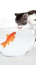 Scaricare immagine Cats, Fishes, Humor, Animals sul telefono gratis.