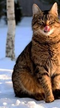 Scaricare immagine Cats, Snow, Animals sul telefono gratis.