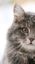 Scaricare immagine 320x240 Animals, Cats, Snow sul telefono gratis.