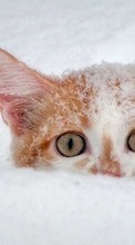 Scaricare immagine 1024x600 Animals, Cats, Snow sul telefono gratis.