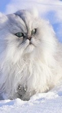 Scaricare immagine 1024x600 Animals, Winter, Cats, Snow sul telefono gratis.