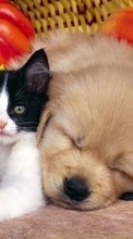 Scaricare immagine Animals, Cats, Dogs sul telefono gratis.