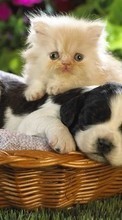 Scaricare immagine Cats, Dogs, Animals sul telefono gratis.