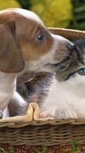 Scaricare immagine Cats, Dogs, Animals sul telefono gratis.