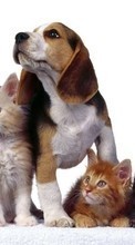 Scaricare immagine 320x240 Animals, Cats, Dogs sul telefono gratis.