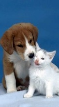 Scaricare immagine Animals, Cats, Dogs sul telefono gratis.