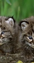 Scaricare immagine Animals, Cats, Tigers sul telefono gratis.
