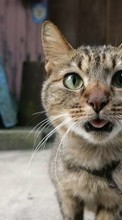 Scaricare immagine Cats, Humor, Animals sul telefono gratis.