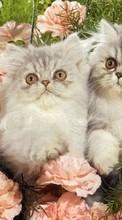 Animals, Cats per HTC Sensation XE