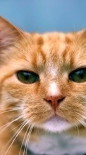 Scaricare immagine 1080x1920 Animals, Cats sul telefono gratis.