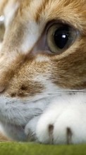 Animals, Cats per HTC One Max