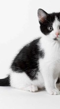 Cats, Animals per HTC One M9 Plus