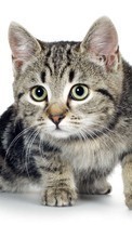 Cats, Animals per HTC Desire