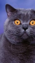 Cats, Animals per Apple iPhone 5C