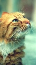 Cats, Animals per Samsung Galaxy Pocket 2