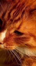 Scaricare immagine Cats, Animals sul telefono gratis.