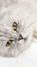 Cats, Animals per Acer Liquid E3