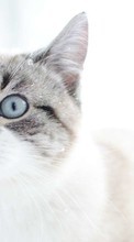 Cats, Animals per Samsung Galaxy Core Advance