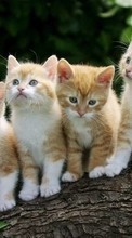 Scaricare immagine Animals, Cats sul telefono gratis.