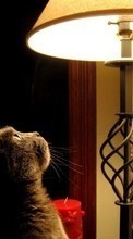 Animals, Cats per HTC Wildfire