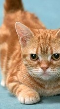 Scaricare immagine Animals, Cats sul telefono gratis.