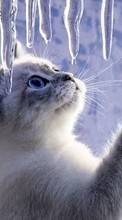Scaricare immagine 1080x1920 Animals, Cats, ice sul telefono gratis.
