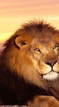Scaricare immagine Animals, Cats, Sunset, Lions sul telefono gratis.