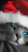 Scaricare immagine 1080x1920 Holidays, Animals, Cats, New Year, Christmas, Xmas sul telefono gratis.