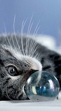 Scaricare immagine 240x400 Animals, Cats, Bubbles sul telefono gratis.
