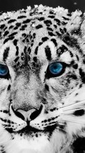 Scaricare immagine Animals, Winter, Cats, Snow leopard sul telefono gratis.