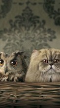 Scaricare immagine Humor, Animals, Cats, Owl sul telefono gratis.
