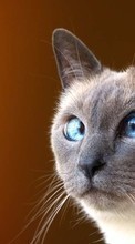Humor, Animals, Cats per Samsung Galaxy Gio