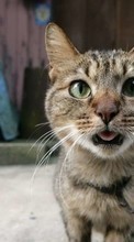 Scaricare immagine Humor, Animals, Cats sul telefono gratis.