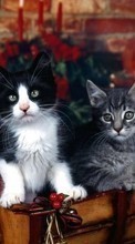 Scaricare immagine 128x160 Animals, Cats sul telefono gratis.