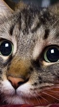 Scaricare immagine 720x1280 Animals, Cats sul telefono gratis.