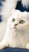 Scaricare immagine 800x480 Animals, Cats sul telefono gratis.