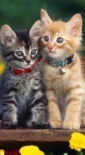 Scaricare immagine 540x960 Animals, Cats sul telefono gratis.